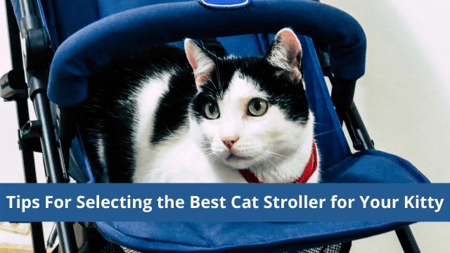 Tips For Selecting the Best Cat Stroller for Your Kitty