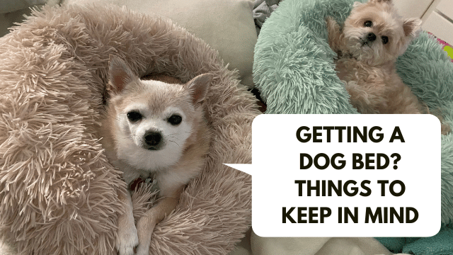 Getting A Dog Bed Things to Keep in Mind