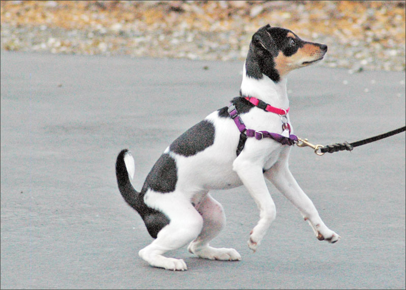 Discover The Advantages From Doctor's Perspective On No Pull Dog Harness
